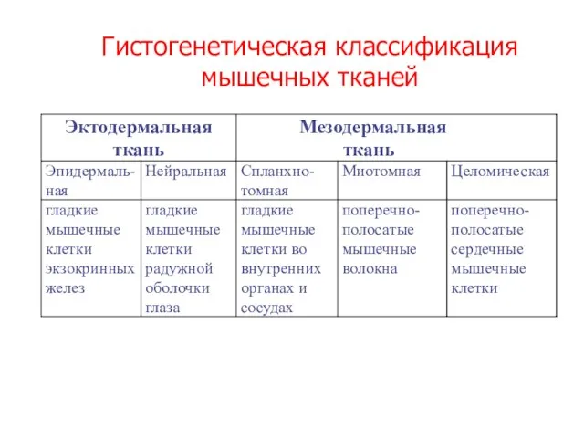 Гистогенетическая классификация мышечных тканей