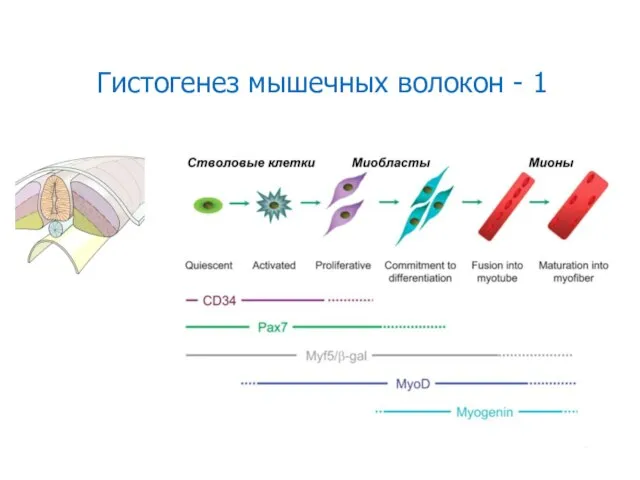 Гистогенез мышечных волокон - 1