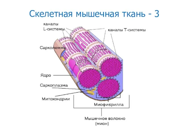 Скелетная мышечная ткань - 3