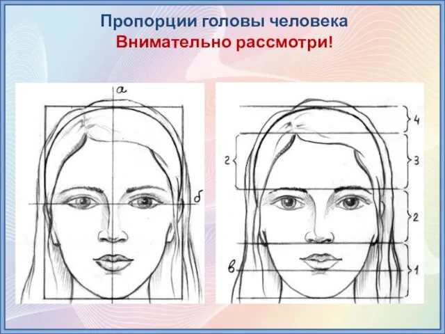 Пропорции головы человека Внимательно рассмотри!