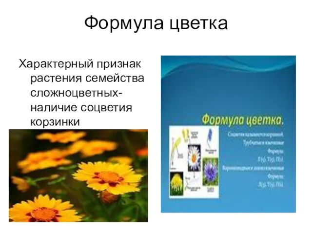 Формула цветка Характерный признак растения семейства сложноцветных-наличие соцветия корзинки