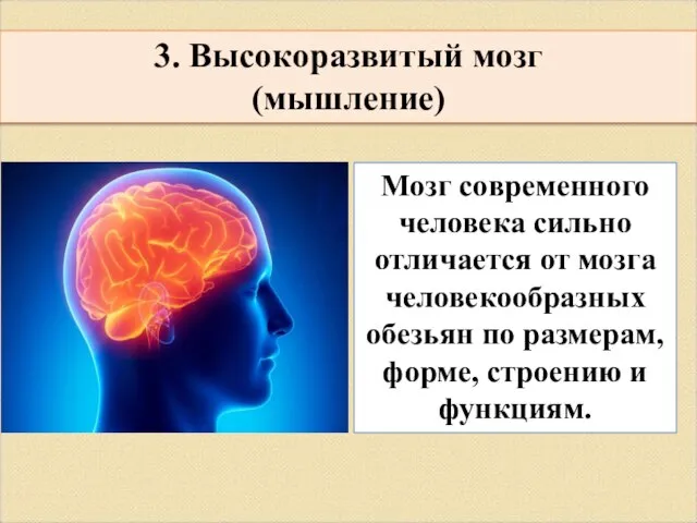 3. Высокоразвитый мозг (мышление) Мозг современного человека сильно отличается от мозга человекообразных