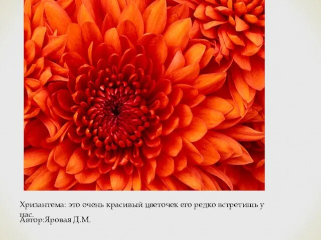 Хризантема: это очень красивый цветочек его редко встретишь у нас. Автор:Яровая Д.М.