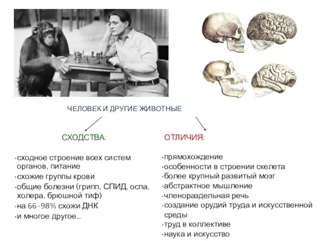 ЧЕЛОВЕК И ДРУГИЕ ЖИВОТНЫЕ СХОДСТВА: сходное строение всех систем органов, питание схожие