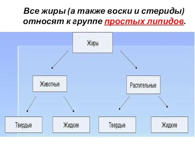 Все жиры (а также воски и стериды) относят к группе простых липидов.