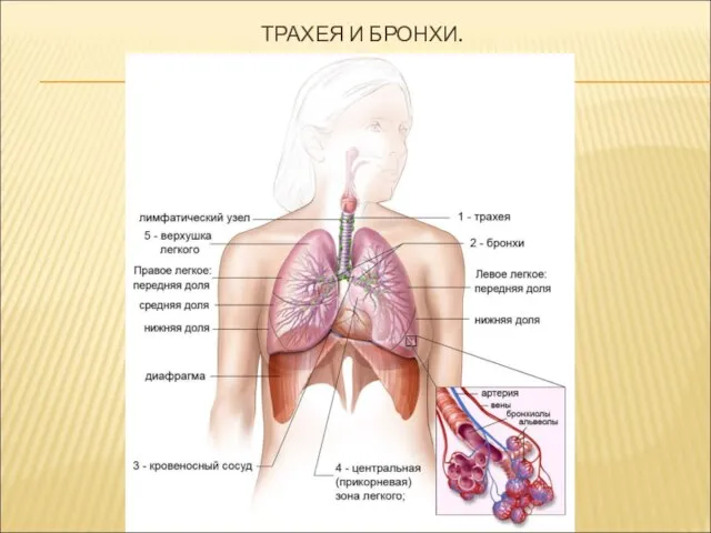 ТРАХЕЯ И БРОНХИ.