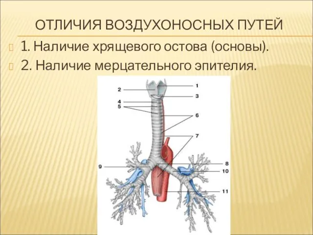 ОТЛИЧИЯ ВОЗДУХОНОСНЫХ ПУТЕЙ 1. Наличие хрящевого остова (основы). 2. Наличие мерцательного эпителия.