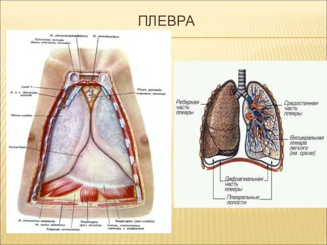 ПЛЕВРА