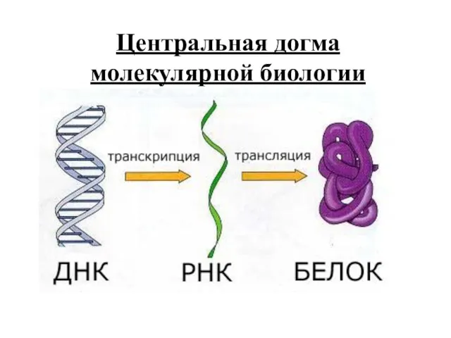 Центральная догма молекулярной биологии