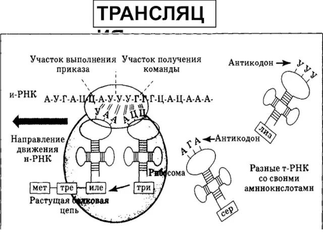 ТРАНСЛЯЦИЯ