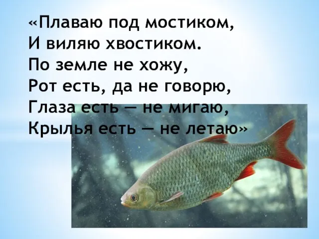 «Плаваю под мостиком, И виляю хвостиком. По земле не хожу, Рот есть,