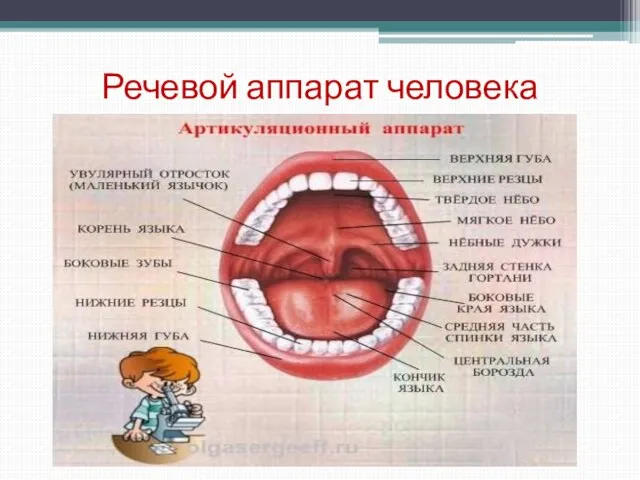 Речевой аппарат человека