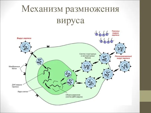 Механизм размножения вируса