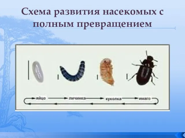 Схема развития насекомых с полным превращением