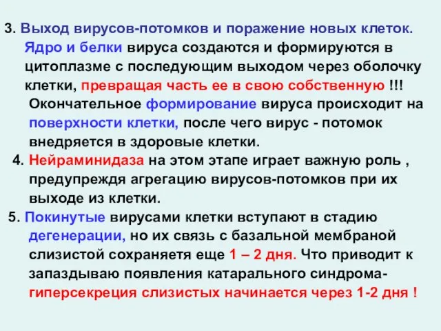 3. Выход вирусов-потомков и поражение новых клеток. Ядро и белки вируса создаются