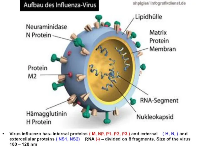 Virus influenza has- internal proteins ( M, NP, P1, P2, P3 )
