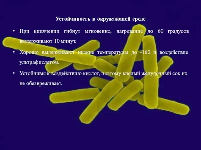 Устойчивость в окружающей среде При кипячении гибнут мгновенно, нагревание до 60 градусов