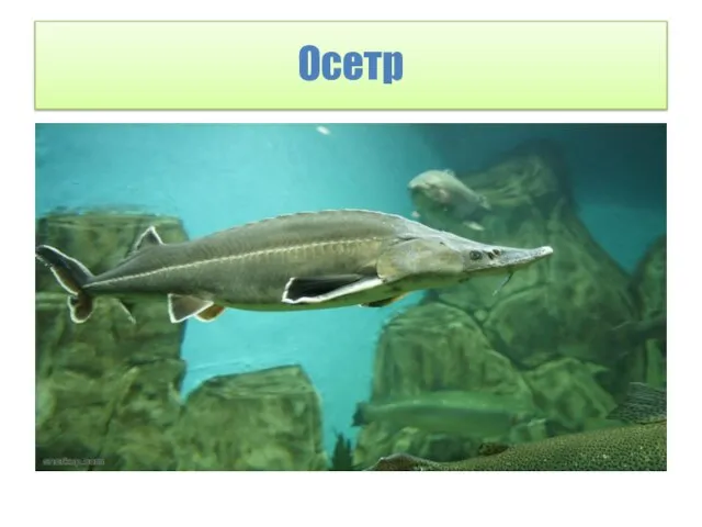 Осетр