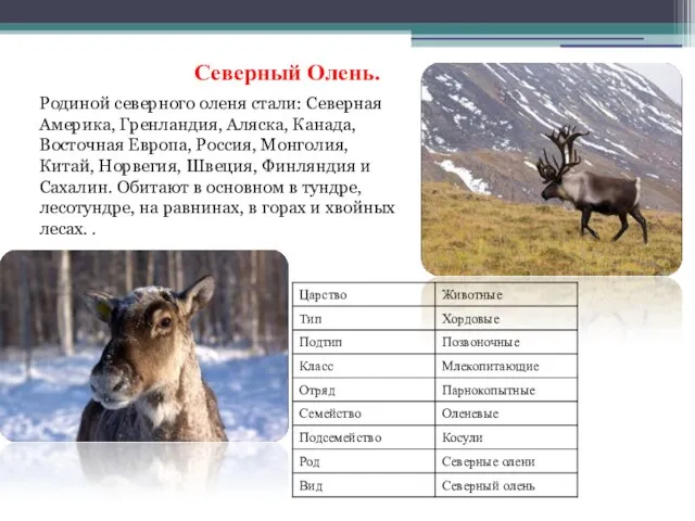 Северный Олень. Родиной северного оленя стали: Северная Америка, Гренландия, Аляска, Канада, Восточная