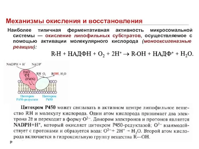 Механизмы окисления и восстановления Наиболее типичная ферментативная активность микросомальной системы — окисление