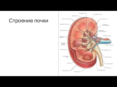 Строение почки