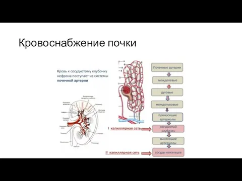 Кровоснабжение почки