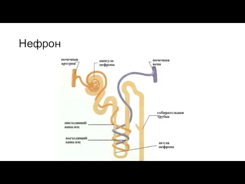 Нефрон