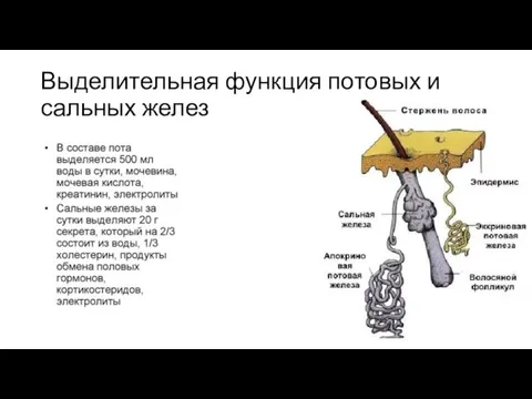 Выделительная функция потовых и сальных желез