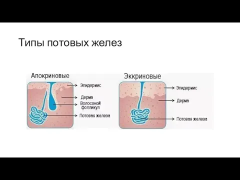 Типы потовых желез