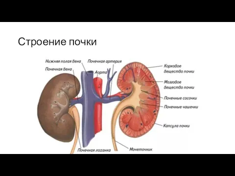 Строение почки