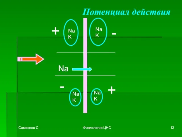 Самсонов С Физиология ЦНС Потенциал действия Na K Na K + -