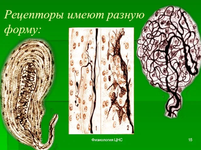 Самсонов С Физиология ЦНС Рецепторы имеют разную форму: