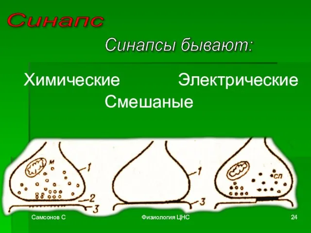 Самсонов С Физиология ЦНС Синапс Синапсы бывают: Химические Смешаные Электрические