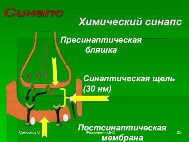 Самсонов С Физиология ЦНС Синапс Химический синапс Пресинаптическая бляшка Синаптическая щель (30 нм) Постсинаптическая мембрана