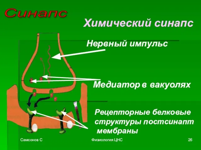 Самсонов С Физиология ЦНС Синапс Химический синапс Медиатор в вакуолях Нервный импульс