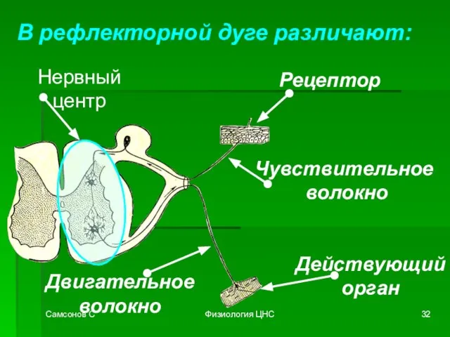 Самсонов С Физиология ЦНС В рефлекторной дуге различают: Рецептор Чувствительное волокно Нервный