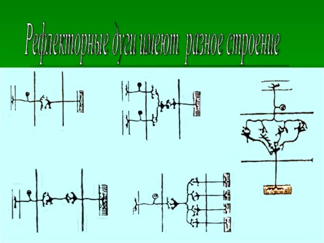 Самсонов С Физиология ЦНС Рефлекторные дуги имеют разное строение