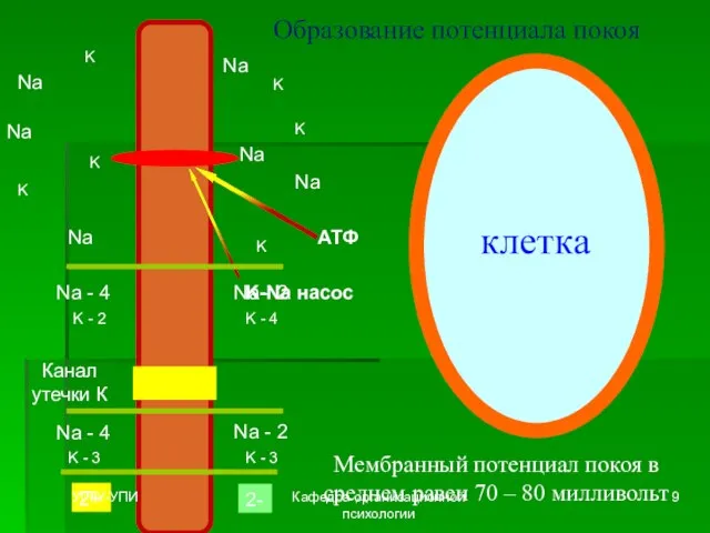 клетка Образование потенциала покоя Na K Na Na Na K K K