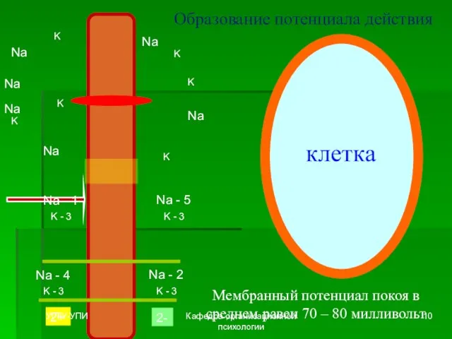 клетка Образование потенциала действия K Na Na K K K Na K