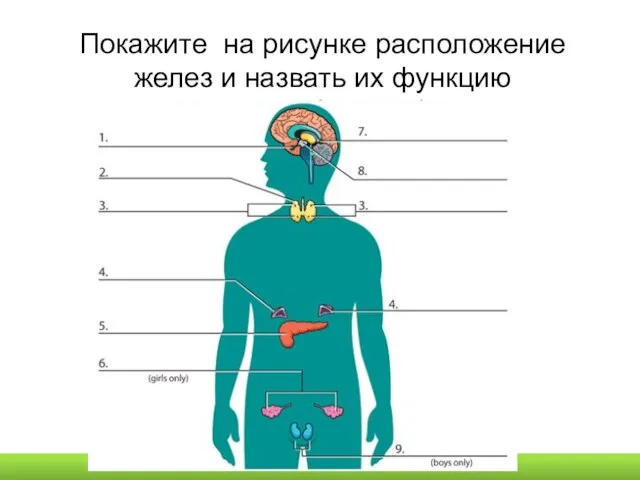 Покажите на рисунке расположение желез и назвать их функцию