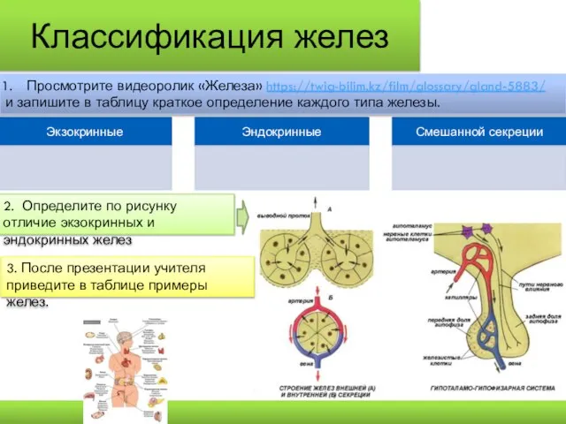 Классификация желез Просмотрите видеоролик «Железа» https://twig-bilim.kz/film/glossary/gland-5883/ и запишите в таблицу краткое определение