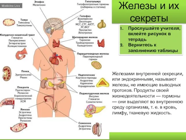 Железы и их секреты Прослушайте учителя, вклейте рисунок в тетрадь Вернитесь к