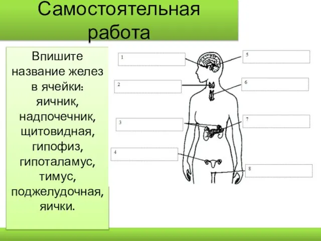 Самостоятельная работа Впишите название желез в ячейки: яичник, надпочечник, щитовидная, гипофиз, гипоталамус, тимус, поджелудочная, яички.