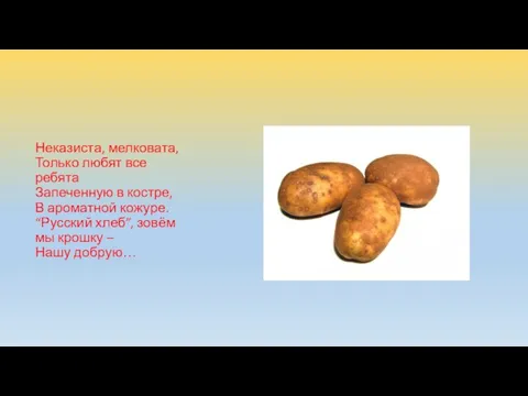 Неказиста, мелковата, Только любят все ребята Запеченную в костре, В ароматной кожуре.