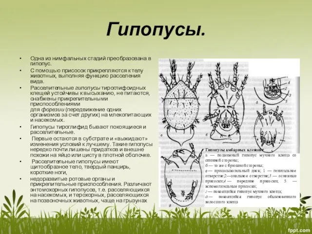 Гипопусы. Одна из нимфальных стадий преобразована в гипопус. С помощью присосок прикрепляются