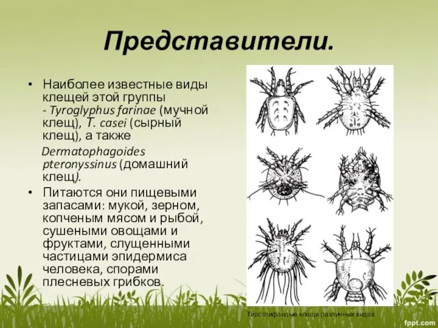 Представители. Наиболее известные виды клещей этой группы - Tyroglyphus farinae (мучной клещ),