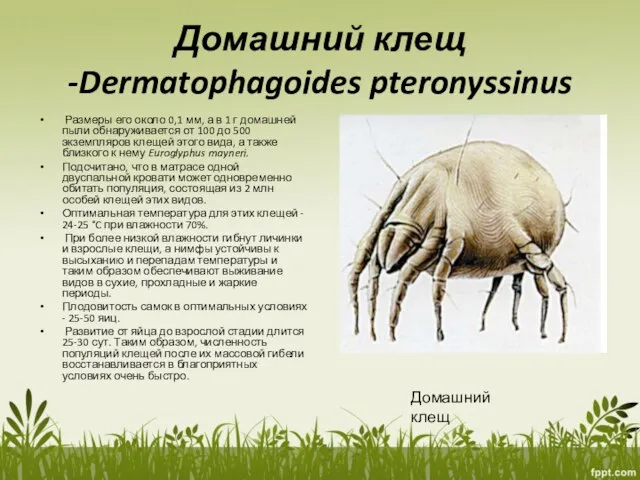 Домашний клещ -Dermatophagoides pteronyssinus Размеры его около 0,1 мм, а в 1