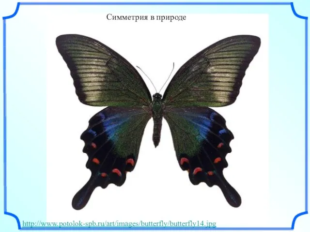 Симметрия в природе http://www.potolok-spb.ru/art/images/butterfly/butterfly14.jpg