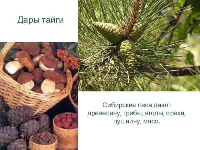 Дары тайги Сибирские леса дают: древесину, грибы, ягоды, орехи, пушнину, мясо.