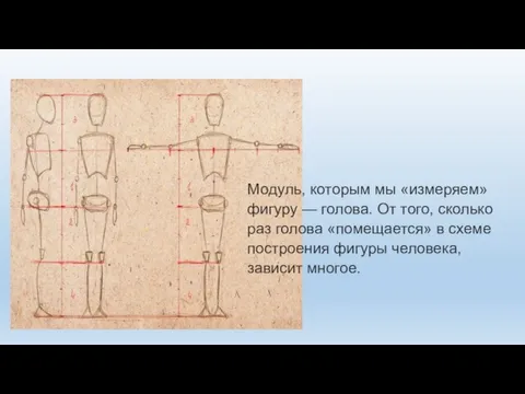 Модуль, которым мы «измеряем» фигуру — голова. От того, сколько раз голова